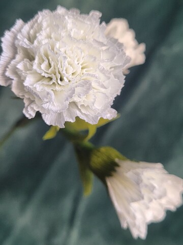 Fleurs en papier