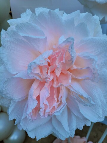 Rose réalisée en papier crépon teinté, découpé et collé à la main. Fleur géante avec un centre rose et des pétales blanches